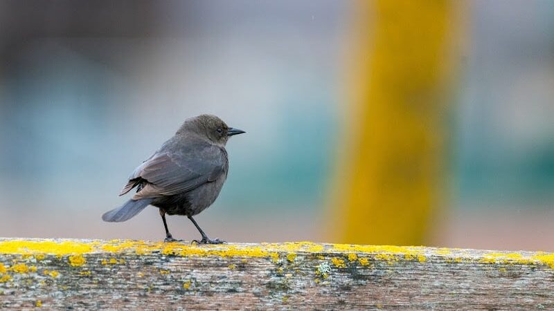 Benicia Dog Park - Benicia, CA
