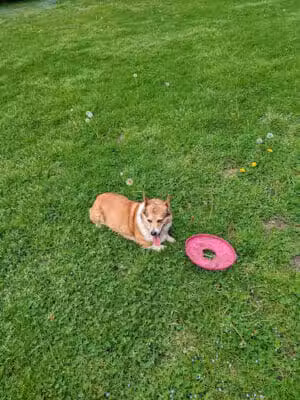 St. Joseph dog park - Benton Harbor,