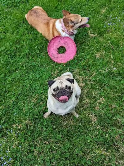 St. Joseph dog park - Benton Harbor,