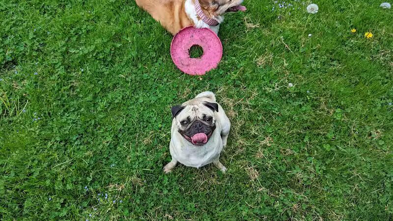 St. Joseph dog park - Benton Harbor,