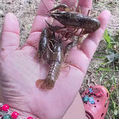 Shenandoah River State Park - Bentonville, VA