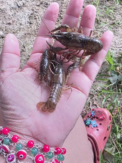 Shenandoah River State Park - Bentonville, VA