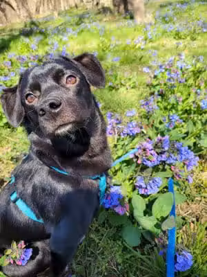 Overlook Trail - Bentonville, VA