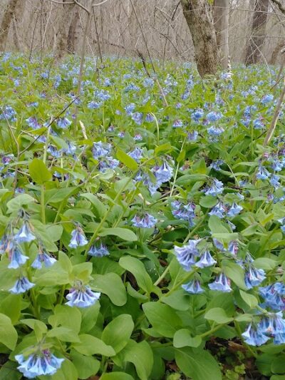 Shenandoah River State Park - Bentonville, VA