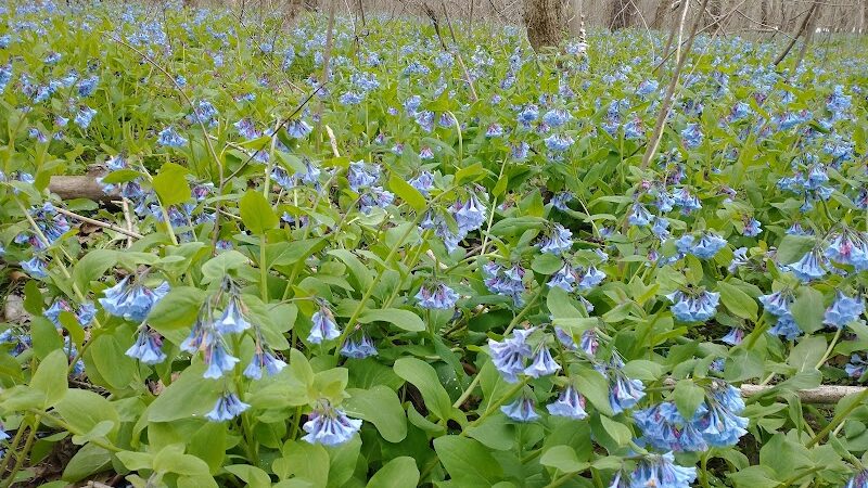 Shenandoah River State Park - Bentonville, VA