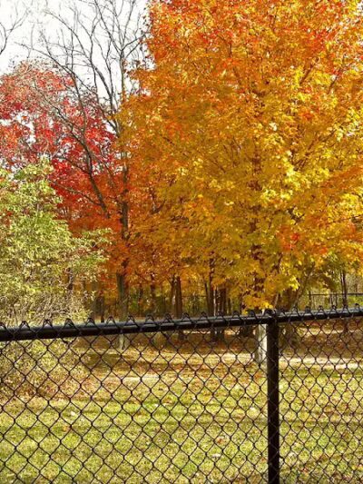 Benzonia Township Memorial Dog Park - Benzonia,