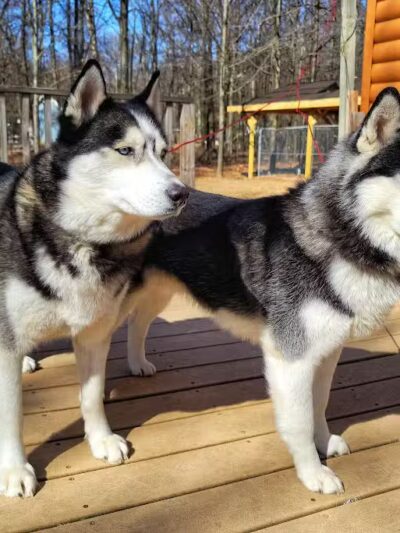 Benzonia Township Memorial Dog Park - Benzonia,