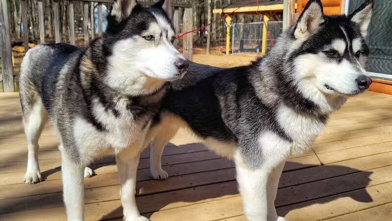 Benzonia Township Memorial Dog Park - Benzonia,