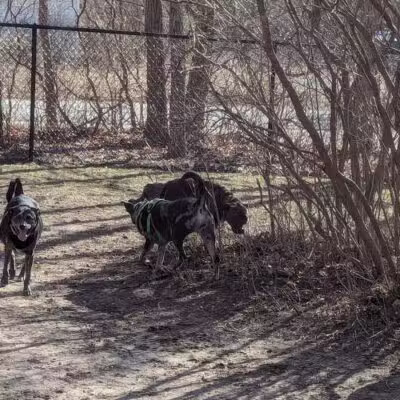 Benzonia Township Memorial Dog Park - Benzonia,