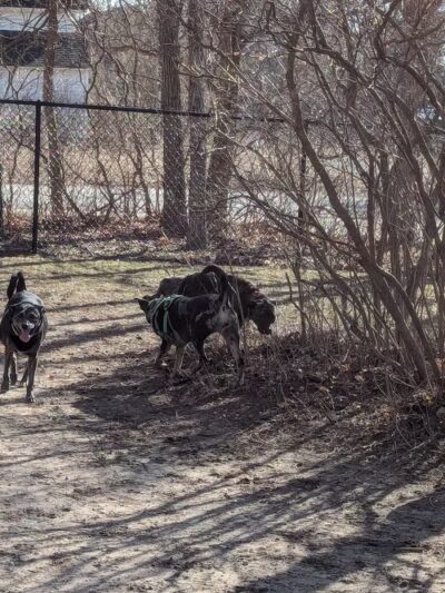 Benzonia Township Memorial Dog Park - Benzonia,