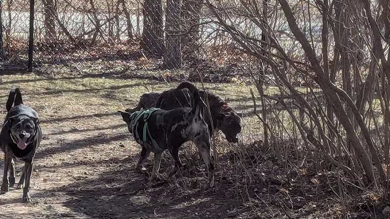 Benzonia Township Memorial Dog Park - Benzonia,