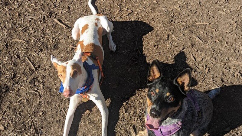 Ohlone Dog Park - Berkeley, CA