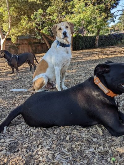 Ohlone Dog Park - Berkeley, CA