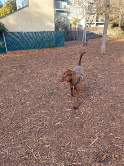 Ohlone Dog Park - Berkeley, CA