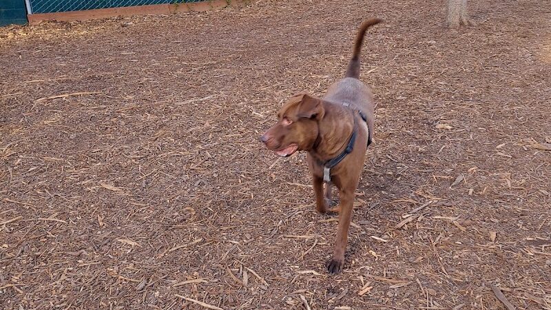 Ohlone Dog Park - Berkeley, CA