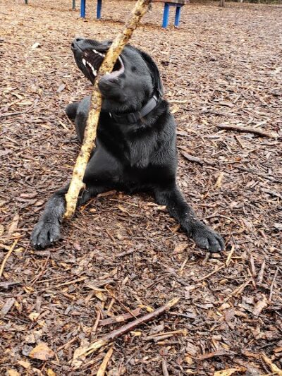 Ohlone Dog Park - Berkeley, CA