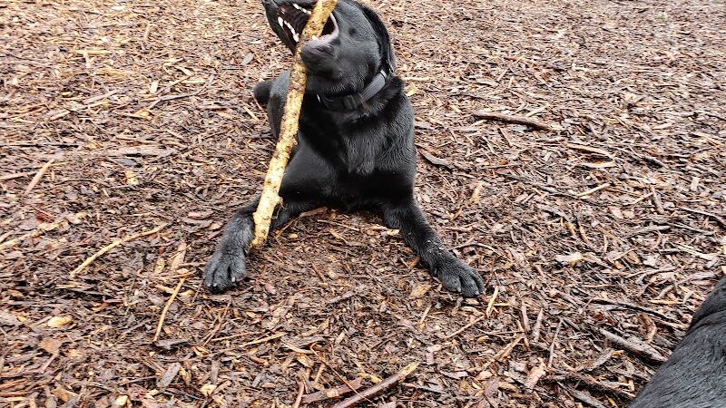 Ohlone Dog Park - Berkeley, CA