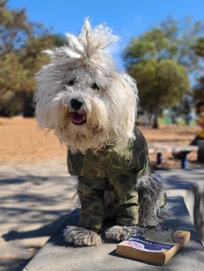 Ohlone Dog Park - Berkeley, CA
