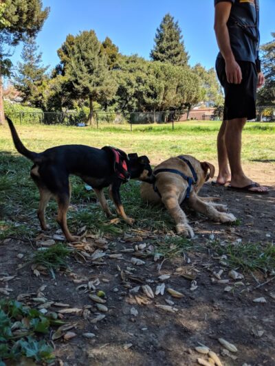 Ohlone Dog Park - Berkeley, CA