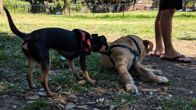 Ohlone Dog Park - Berkeley, CA