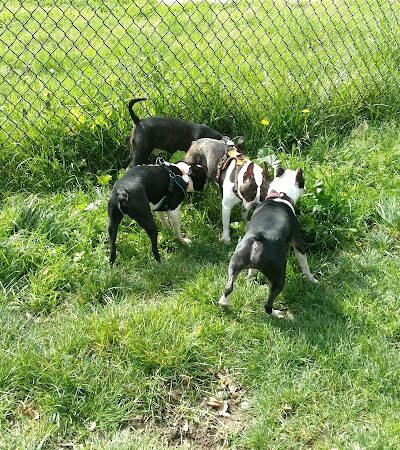 Ohlone Dog Park - Berkeley, CA