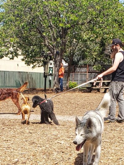 Ohlone Dog Park - Berkeley, CA