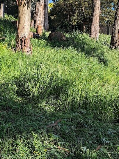 Sourgrass Path - Berkeley, CA
