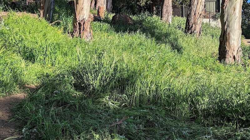 Sourgrass Path - Berkeley, CA