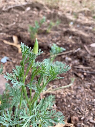 Sourgrass Path - Berkeley, CA