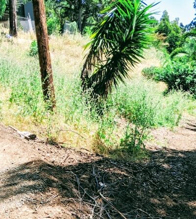 Sourgrass Path - Berkeley, CA