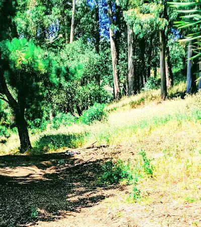 Sourgrass Path - Berkeley, CA