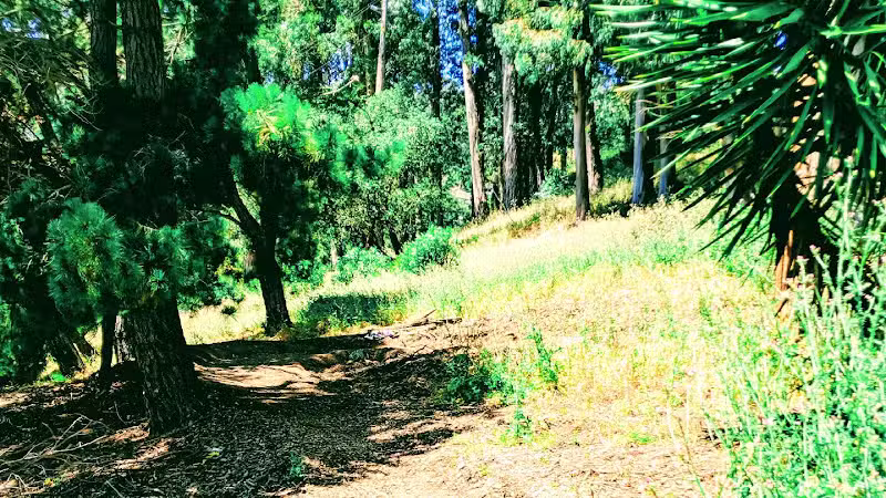 Sourgrass Path - Berkeley, CA