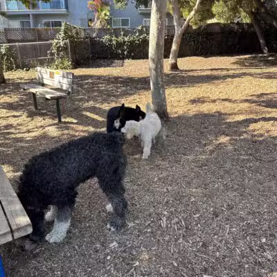 Ohlone Dog Park - Berkeley, CA