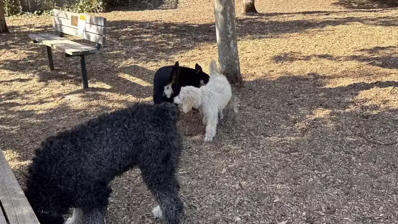 Ohlone Dog Park - Berkeley, CA