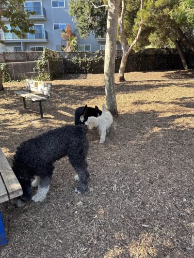 Ohlone Dog Park - Berkeley, CA