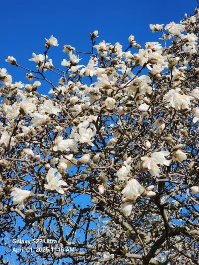 Berrien Township Range Line Park - Berrien Springs,
