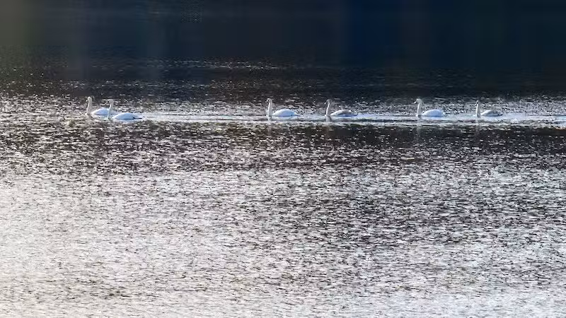 Wolf's Prairie Park - Berrien Springs,