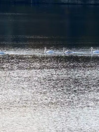 Wolf's Prairie Park - Berrien Springs,