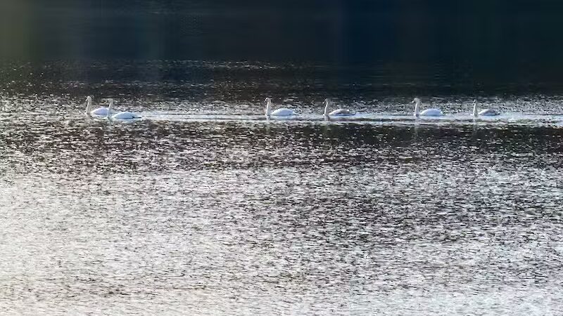 Wolf's Prairie Park - Berrien Springs,