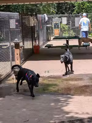 Cabin John Regional Dog Park - Bethesda, MD