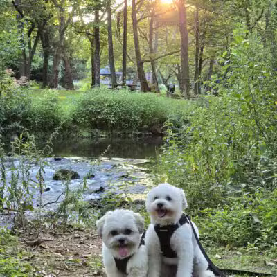Hanover Township Dog Park - Bethlehem, PA