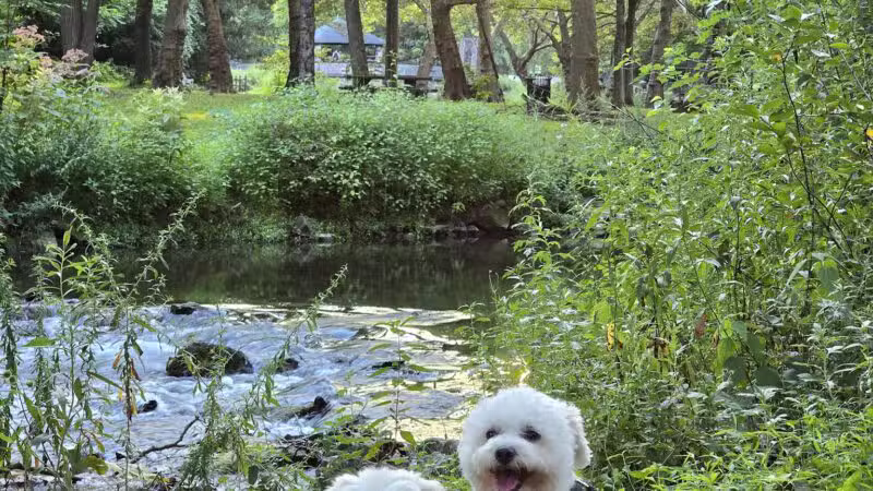 Hanover Township Dog Park - Bethlehem, PA