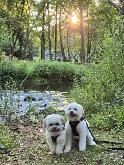 Hanover Township Dog Park - Bethlehem, PA