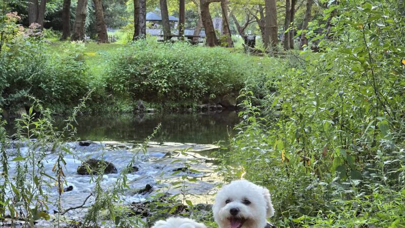 Hanover Township Dog Park - Bethlehem, PA