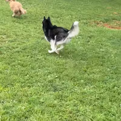 Monocacy park-off leash recreation area - Bethlehem, PA