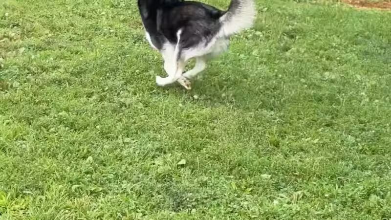 Monocacy park-off leash recreation area - Bethlehem, PA