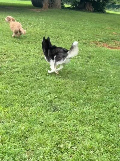 Monocacy park-off leash recreation area - Bethlehem, PA