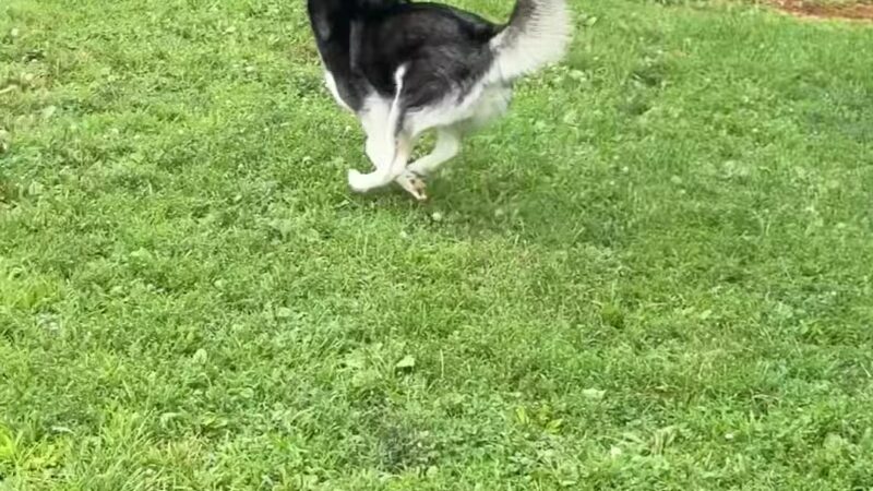 Monocacy park-off leash recreation area - Bethlehem, PA