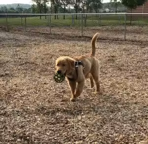 Hanover Township Dog Park - Bethlehem, PA