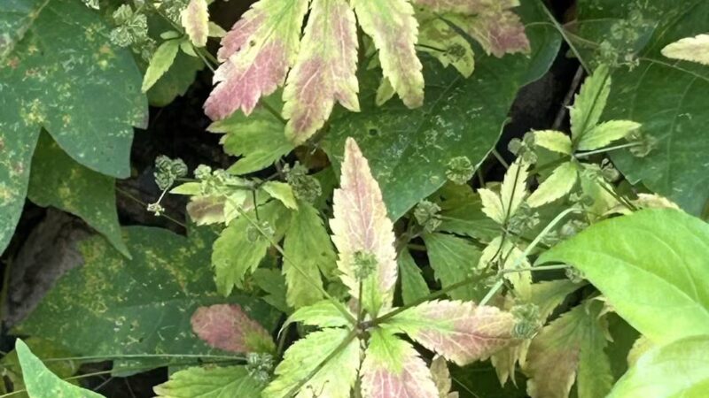 Crow Creek Dog Park - Bettendorf, IA